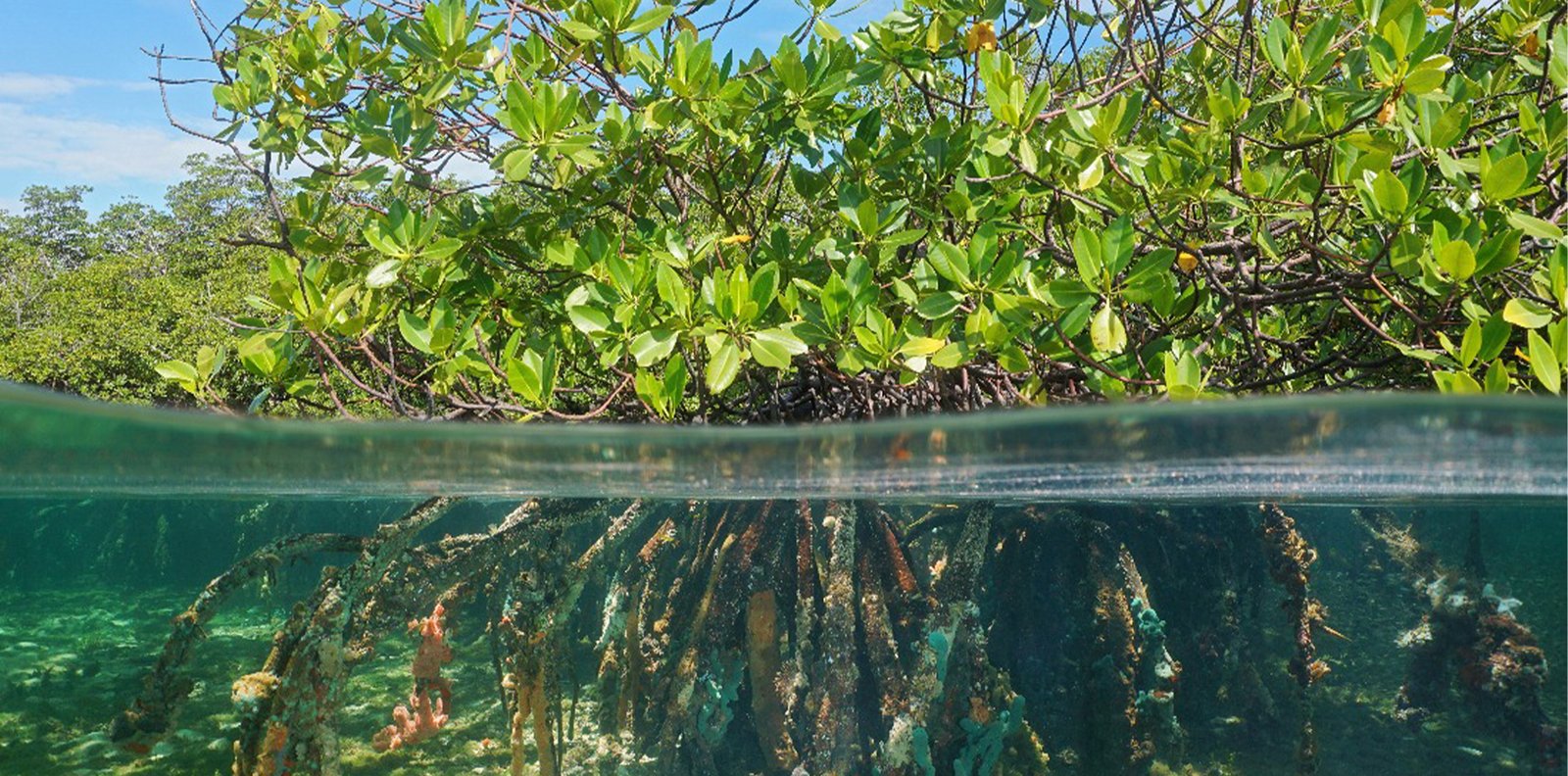 Mangrove